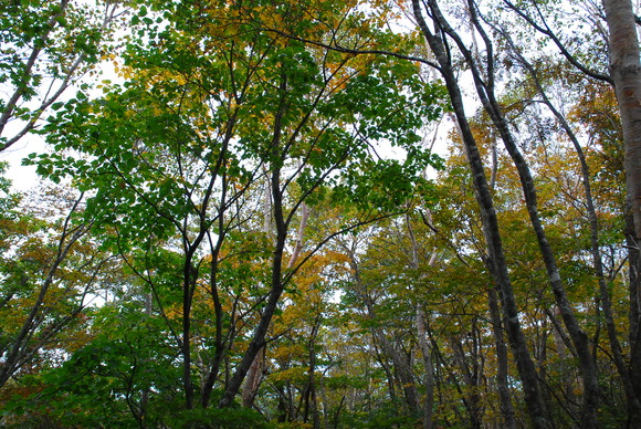 e0208965_542416.jpg