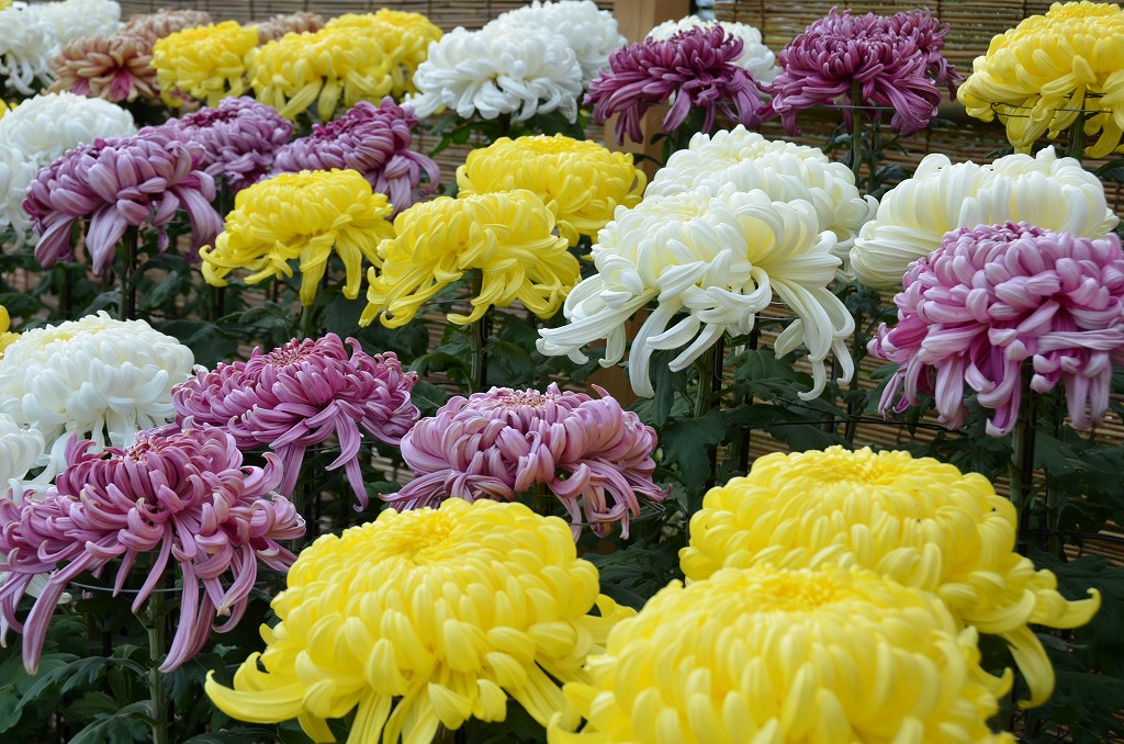 a0185880_17422281.jpg