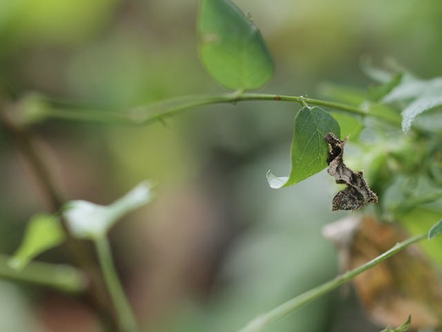 b0194593_16243567.jpg