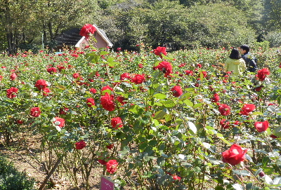 e0172950_2055486.jpg