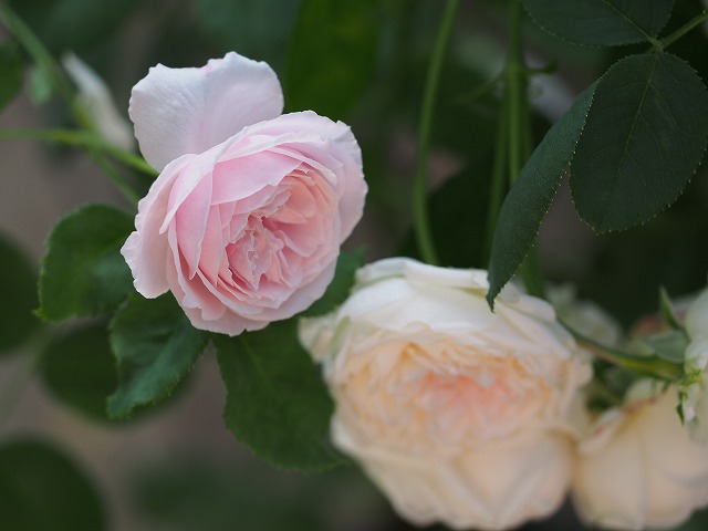 d0177073_2011435.jpg