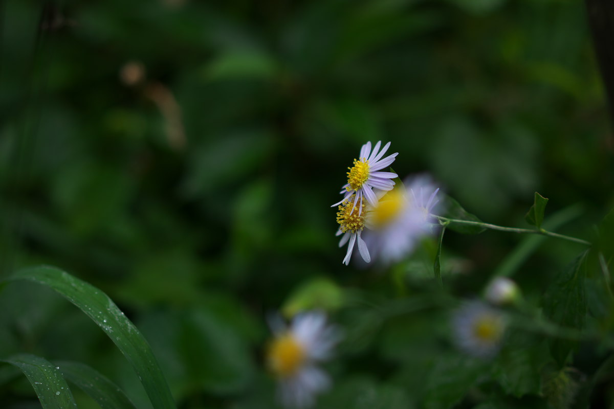 a0083081_7503990.jpg