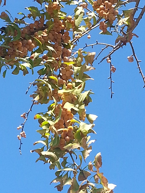 c0096685_10405010.jpg