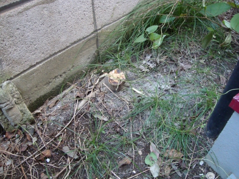 c0322794_227237.jpg