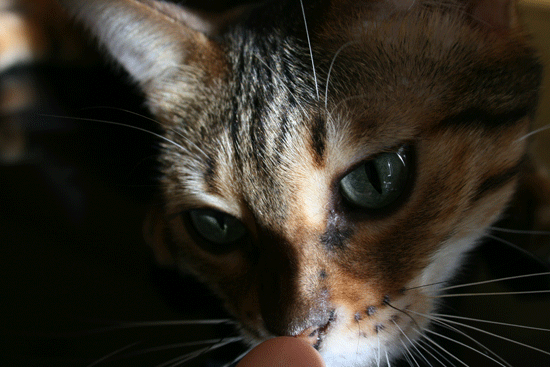 c0011300_13491401.gif
