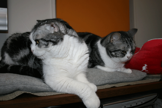 c0011300_13491665.gif