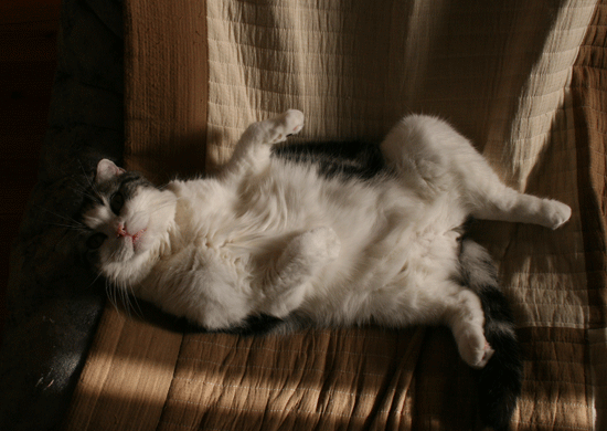 c0011300_13491826.gif