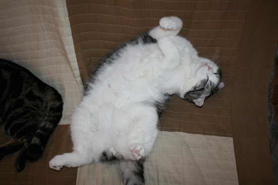c0011300_13491918.gif