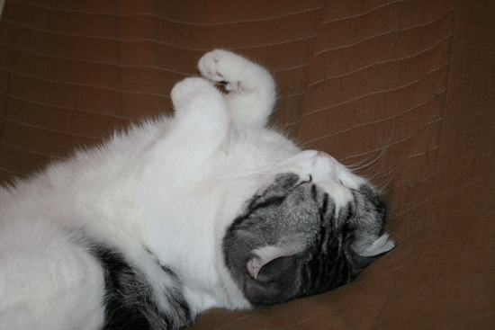 c0011300_13491996.gif