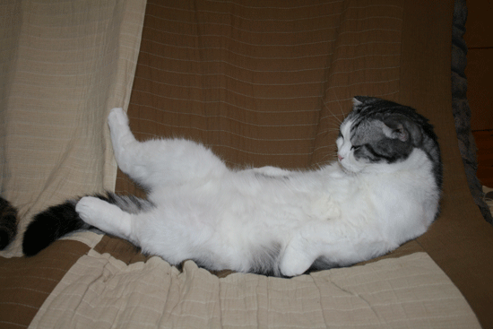 c0011300_13492004.gif