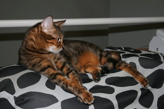 c0011300_13492181.gif