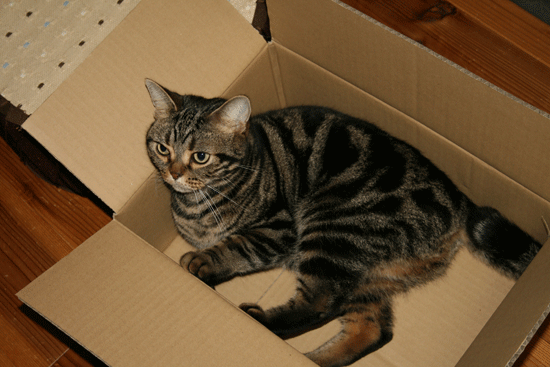 c0011300_13492240.gif