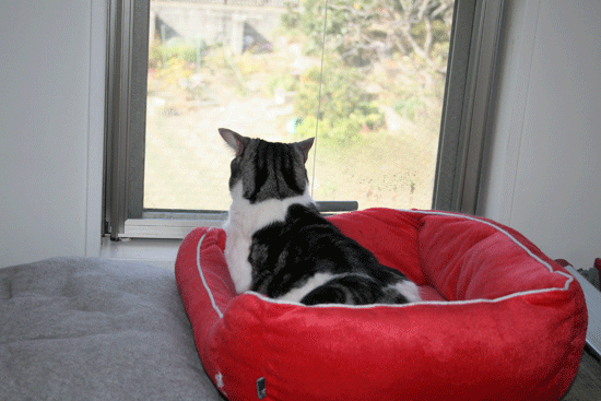 c0011300_13492565.gif