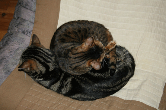 c0011300_13492673.gif