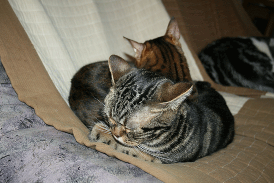c0011300_13492803.gif