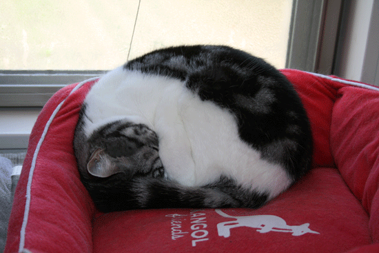 c0011300_13492911.gif
