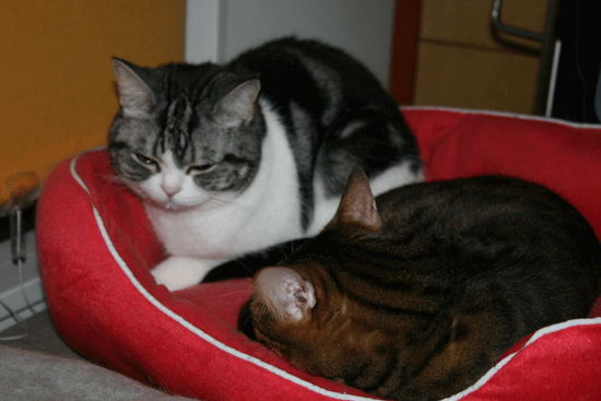 c0011300_13493016.gif