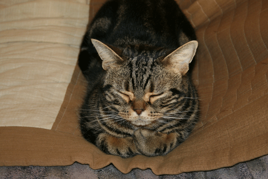 c0011300_13494853.gif