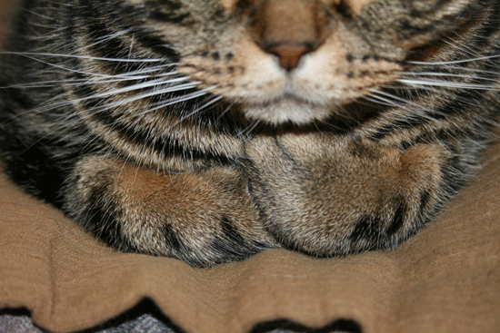 c0011300_13494906.gif
