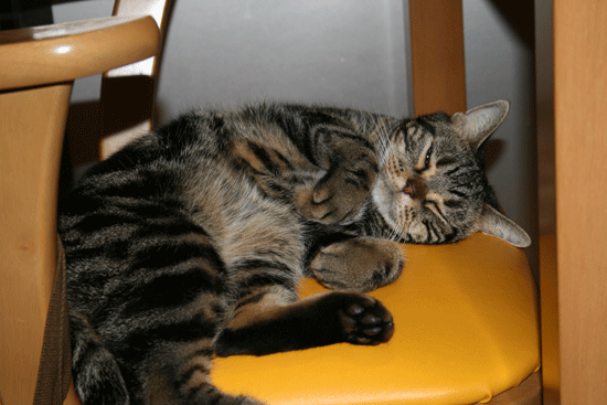 c0011300_13495087.gif