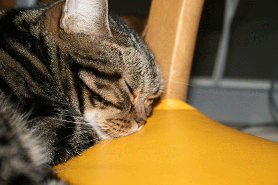 c0011300_13495470.gif