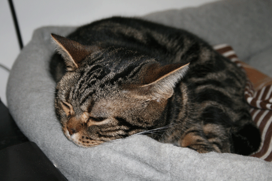c0011300_13503297.gif