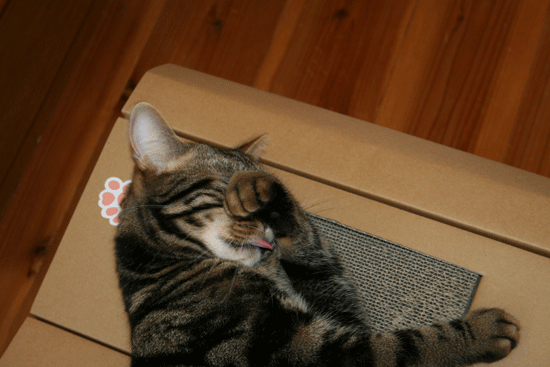 c0011300_13504037.gif