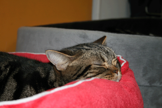 c0011300_13510416.gif