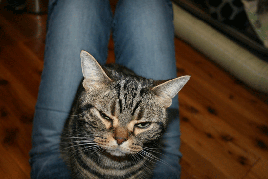 c0011300_13511197.gif