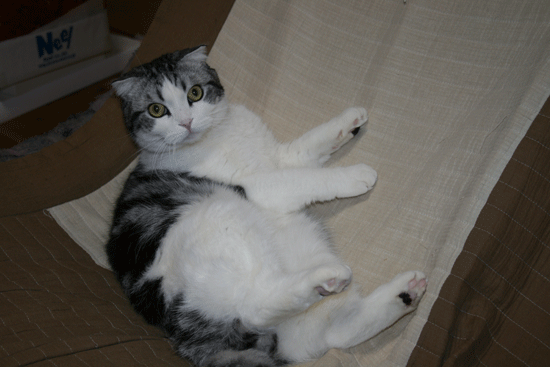 c0011300_13511266.gif