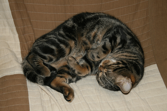 c0011300_13511464.gif