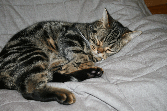 c0011300_13513648.gif
