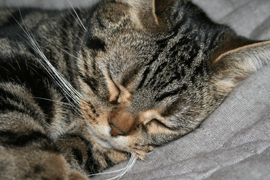 c0011300_13513763.gif