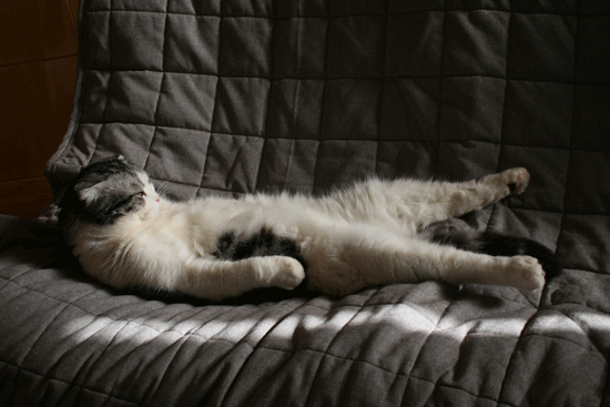 c0011300_13513983.gif