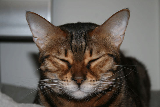 c0011300_13514395.gif