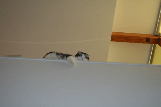 c0011300_13514709.gif
