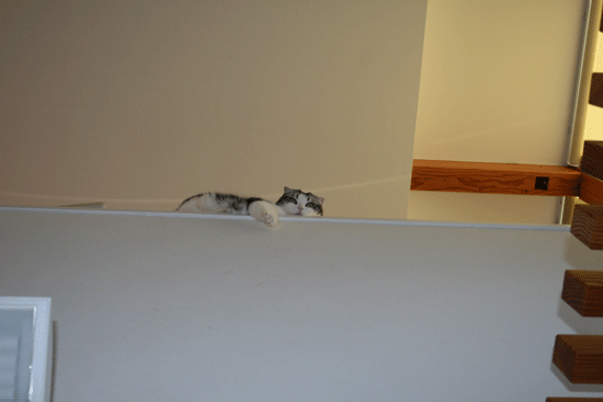 c0011300_13514831.gif