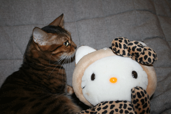 c0011300_13515173.gif