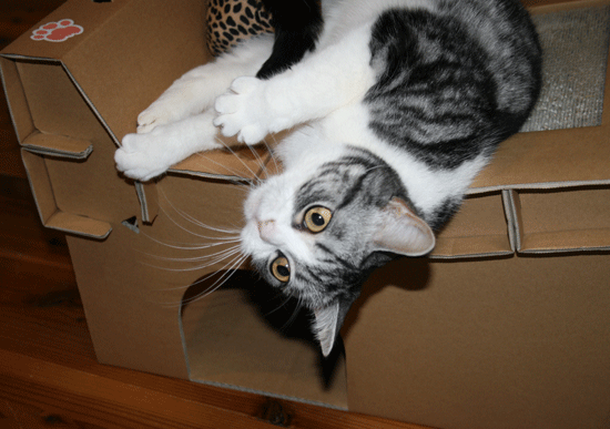 c0011300_13515381.gif