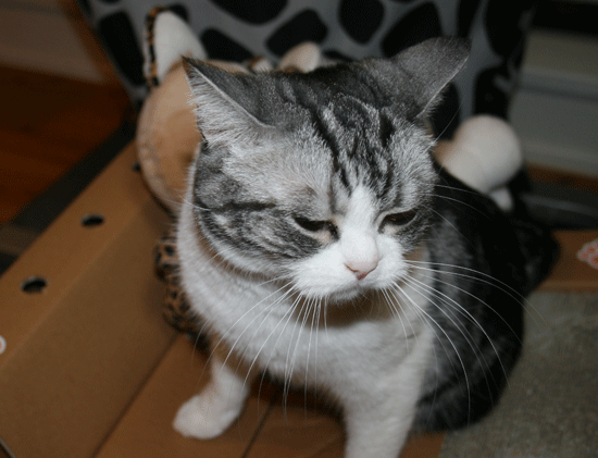 c0011300_13515473.gif