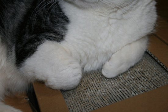 c0011300_13515518.gif
