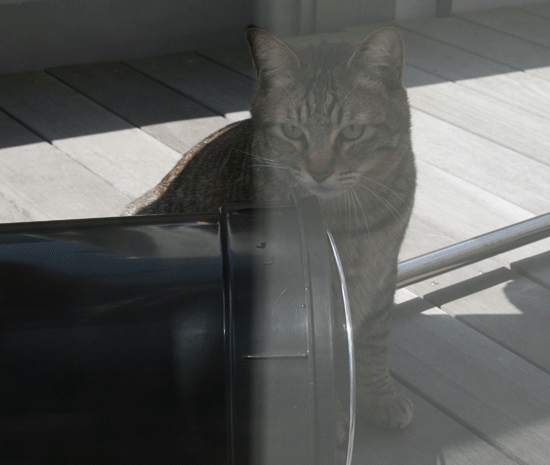 c0011300_13523134.gif