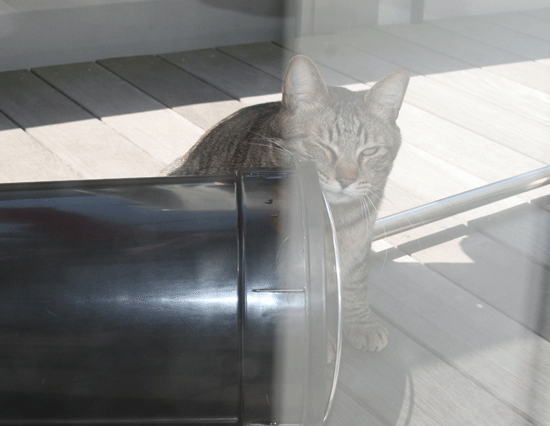 c0011300_13523155.gif