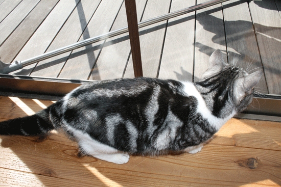 c0011300_13523224.gif