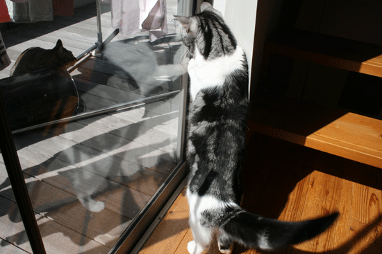 c0011300_13523369.gif
