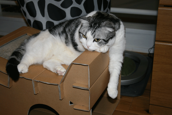 c0011300_13523524.gif