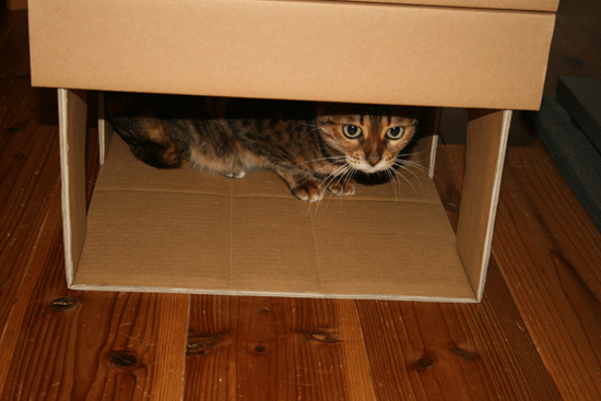 c0011300_13523663.gif