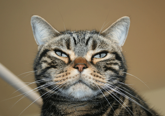 c0011300_13523983.gif