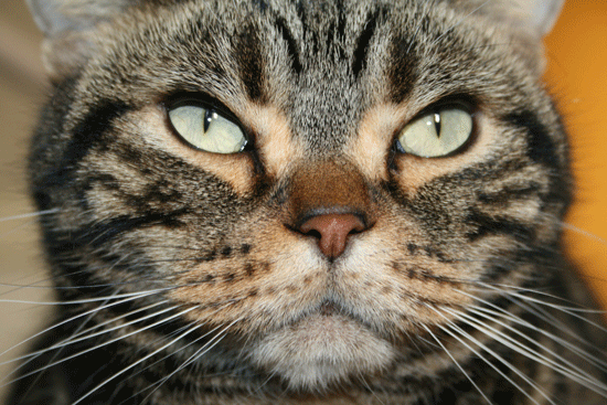 c0011300_13524050.gif
