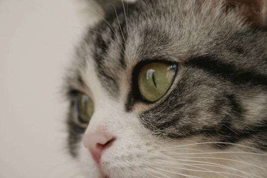 c0011300_13524356.gif